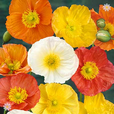 Iceland Poppy Garden Gnome x 6 plants