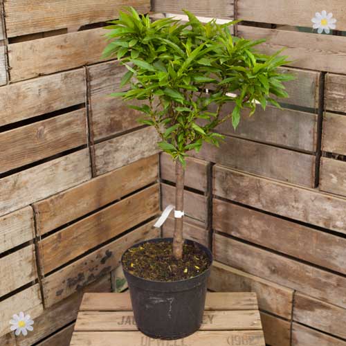Patio Nectarine Garden Beauty Tree