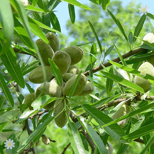 Patio Almond Garden Prince tree
