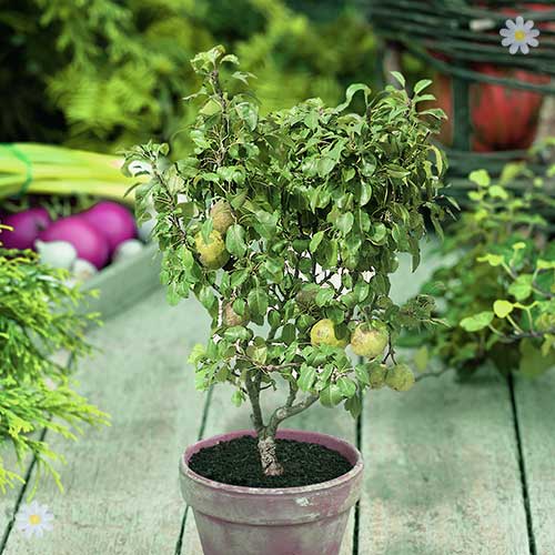 Patio Pear Garden Pearl tree