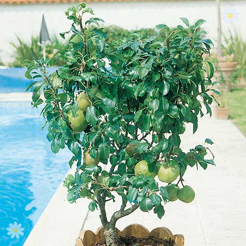 Patio Pear 'Garden Pearl' tree