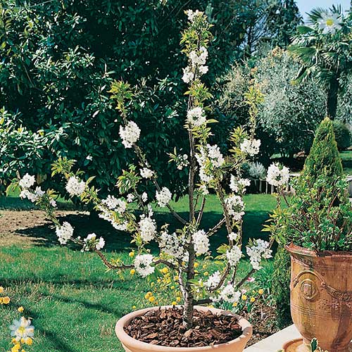 Patio Cherry 'Garden Bing' tree
