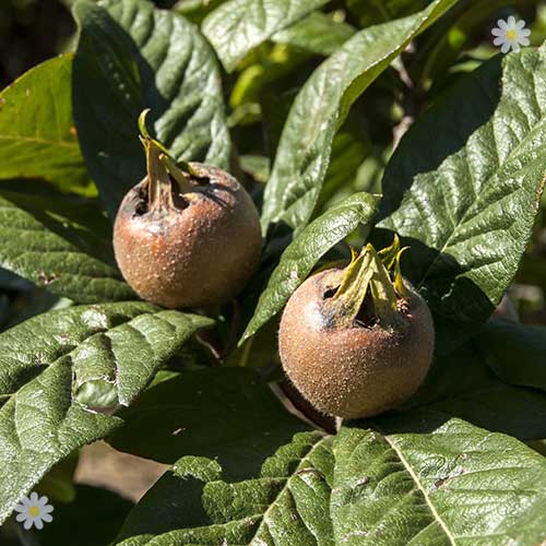Sibley's Patio Medlar tree
