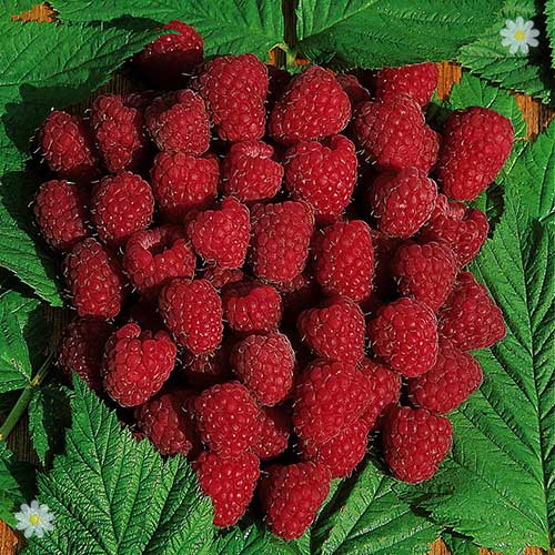 Premium Primocane Raspberry 'Autumn Bliss'