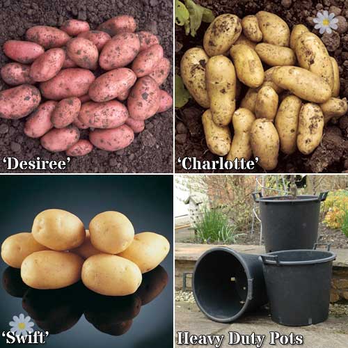 Complete Starter Patio Potato Growing Kit