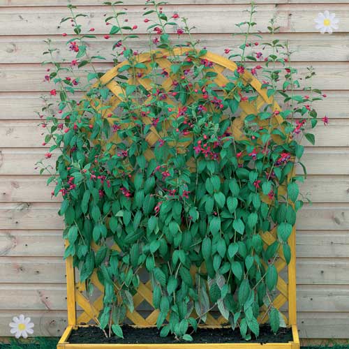 Fuchsia 'Lady Boothby'