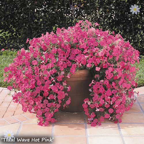 Climbing Groundcover Petunia 'Tidal Wave'