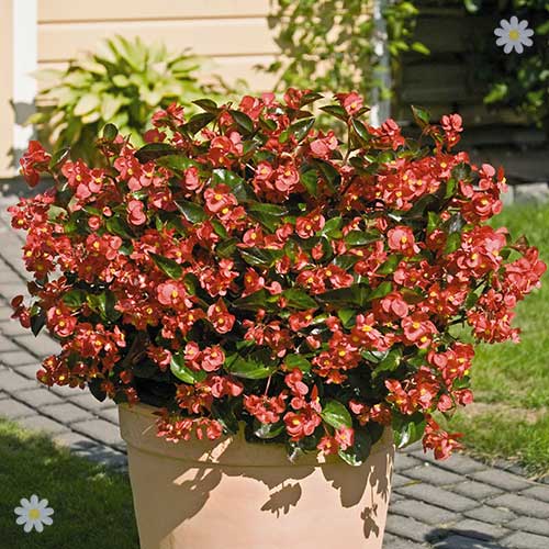 Bedding Begonia 'Big' Mixed