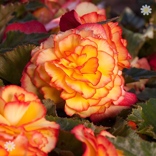 Upright Begonia 'Majestic Sunburst Picotee'