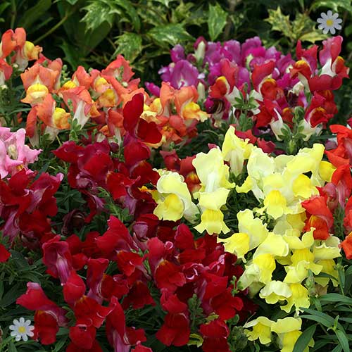 Antirrhinum Snapdragon Liberty F1 Mix