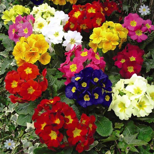 Autumn Bedding Plant Mega Bundle