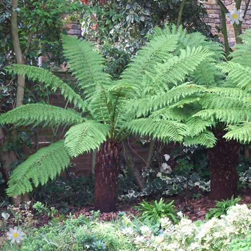 Hardy Tree Fern Dicksonia antarctcia log 2 foot