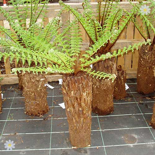 Hardy Tree Fern Dicksonia antarctcia log 2 foot