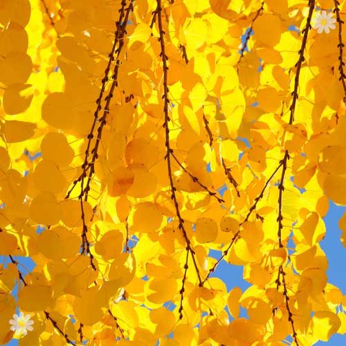 'Toffee Apple' Trees Cercidiphyllum japonicum)