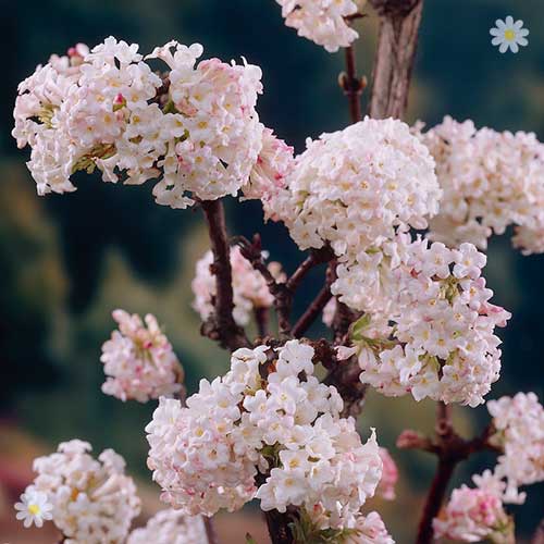 Viburnum bodnantense 'Charles Lamont'