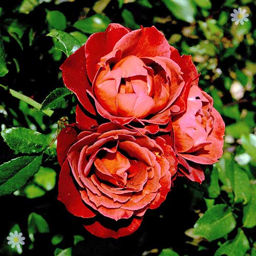 Premium Bush Rose 'Hot Chocolate'