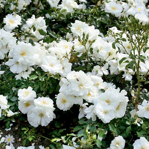 Groundcover Rose 'Flower Carpet White'