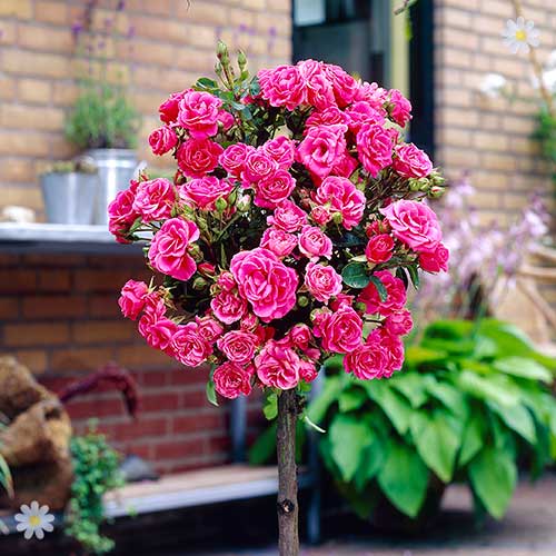 Patio Rose Standard Collection