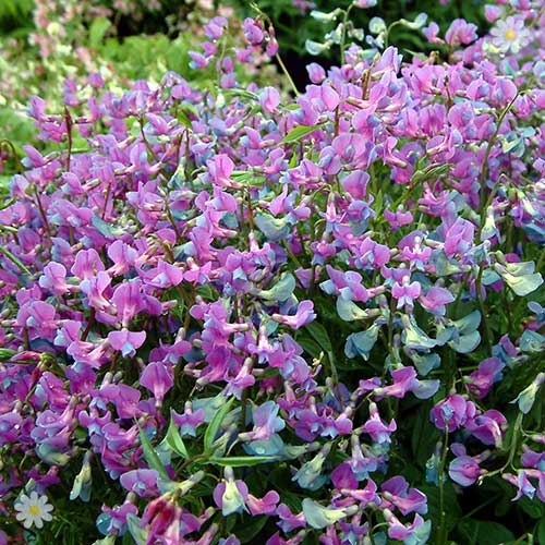 Hardy Perennial Sweet Pea Plants Pack of 4 (2 blue, 2 pink)