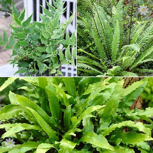 Evergreen Hardy Fern Collection 3 varieties