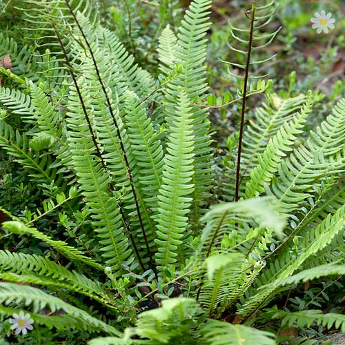 Evergreen Hardy Fern Collection 3 varieties