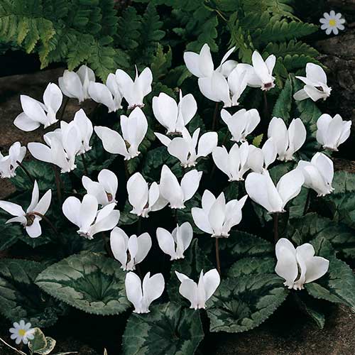 Autumn Flowering Cyclamen hederifolium White