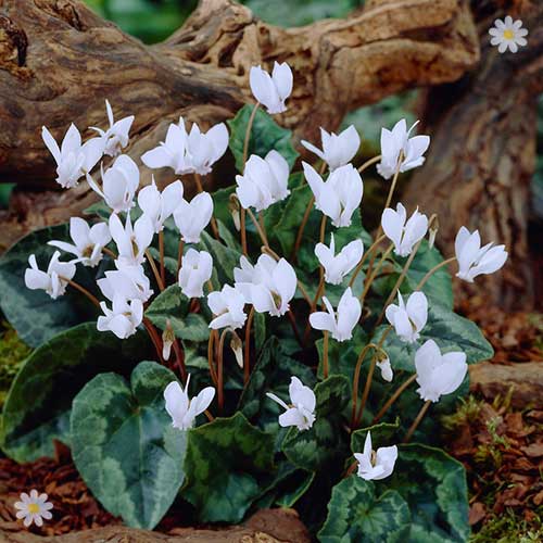 Autumn Flowering Cyclamen hederifolium White