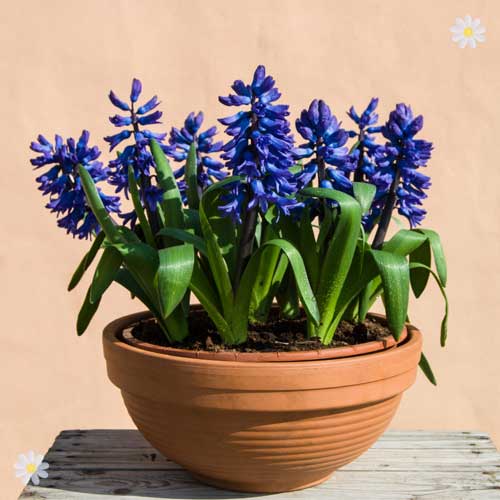 Hyacinth Blue