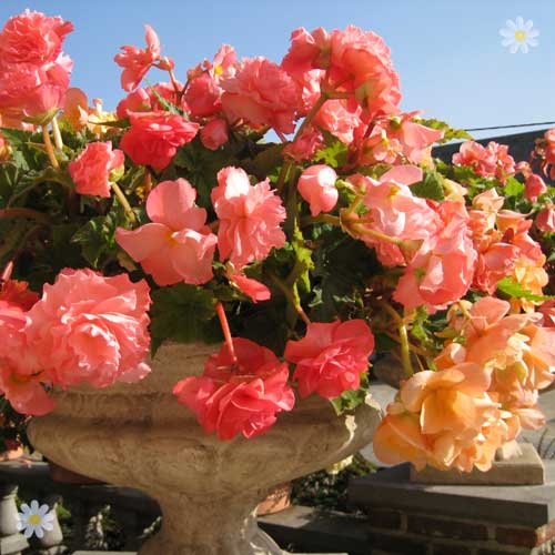 Fragrant Trailing Begonia 'Aromantic Mixed' Tubers Fragrant Trailing Begonia 'Aromantic Mixed' Tubers