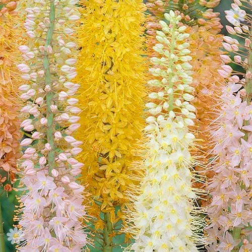 Foxtail Lily Eremurus 'Ruiter Hybrids'