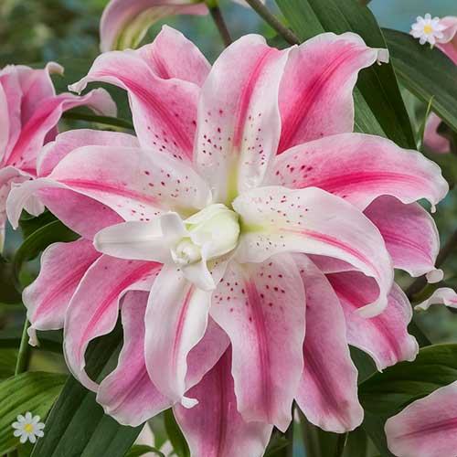 PollenFree Double Flowered Oriental Lilies