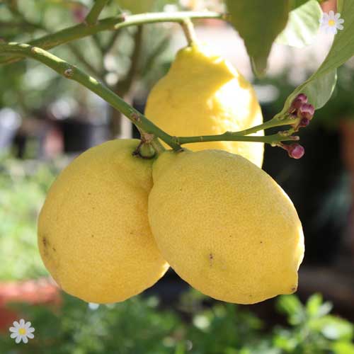 Large Lemon Tree