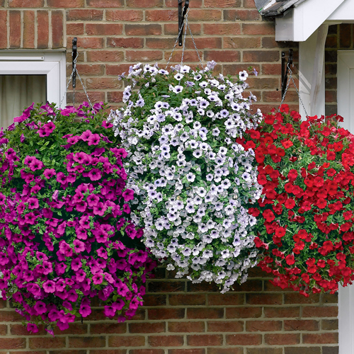 Trailing Petunia 'Surfinia' Collection