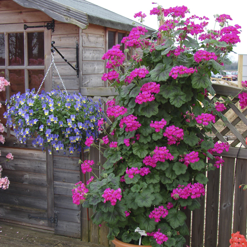 Geranium Antik Climbing Collection
