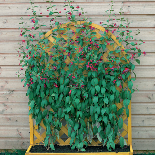 Fuchsia 'Lady Boothby'