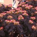 Alternative Image 1