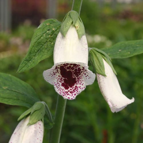Pack of 5 Hardy Foxglove 'Pams Choice' plug plants