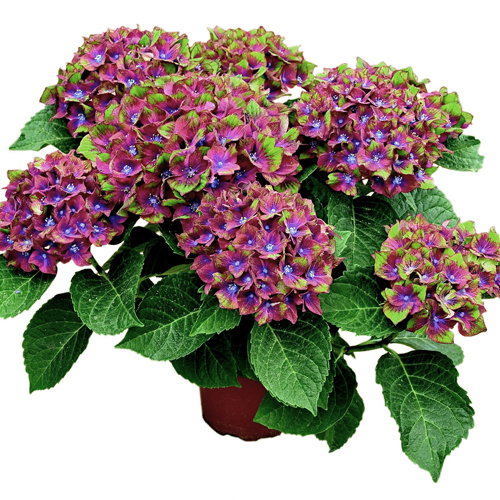 pair of hydrangea glam rock pair of hydrangea glam rock
