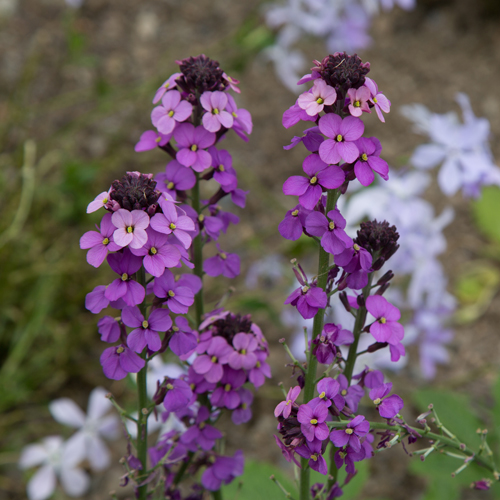 Wallflower Erysimum 'Bowles Mauve'