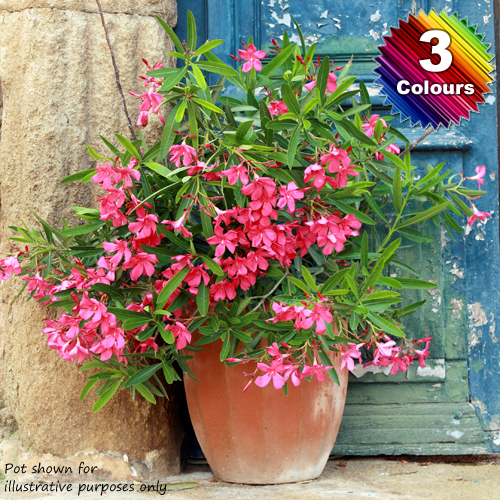 Mediterranean Flowering Oleander Collection