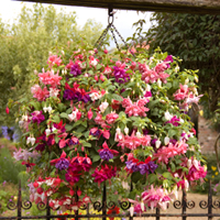 American Double flowered Fuchsias mixed colours - 12 plugs