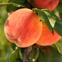 Patio Peach "Emerald Glow" - bare root tree