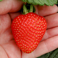 Everbearer Strawberry "Finesse" Trayplants - Pack of 5