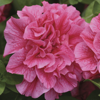 Tumbelina Petunia Collection x 12 Jumbo Plug Plants