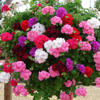 Rosebud Geranium collection - 12 plugs