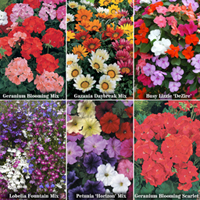 Buy all 6 packs Bumper Maxiplug Deal - 144 plants