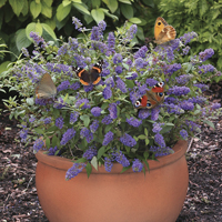 Dwarf Patio Buddleia 'Blue Chip' pack of 3 in 9cm pots