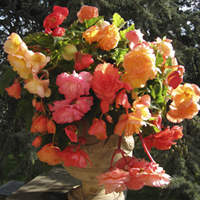 Jumbo Size Fragrant "Aromantic" Begonia Tubers - pack of 10 mixed shades