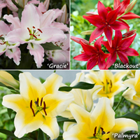 Two-Tone Lily bulb Collection - 15 bulbs