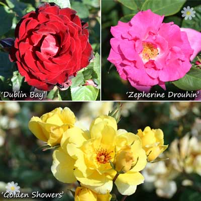 Climbing Rose Collection – 3 Varieties – Kare